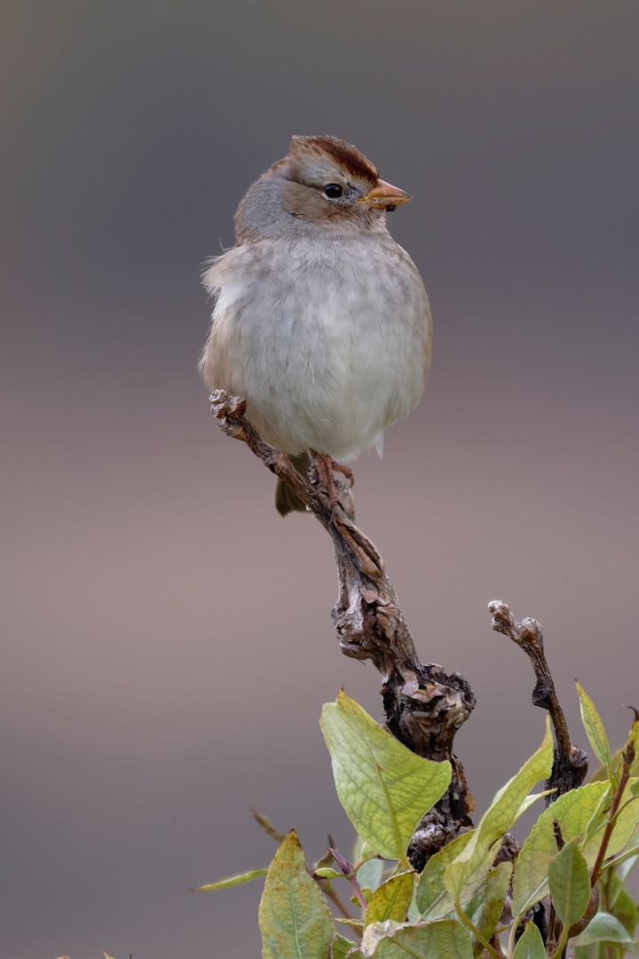 White-crowned Sparrow - ML643822506