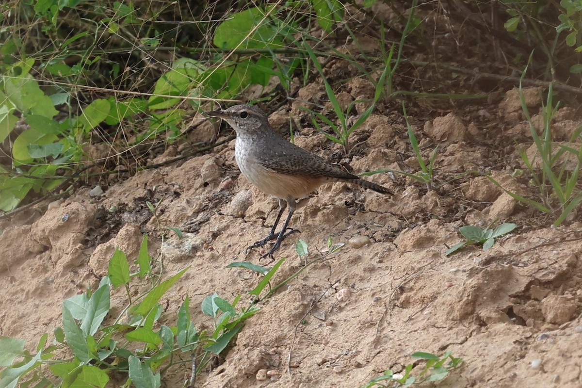 Rock Wren - ML643834538