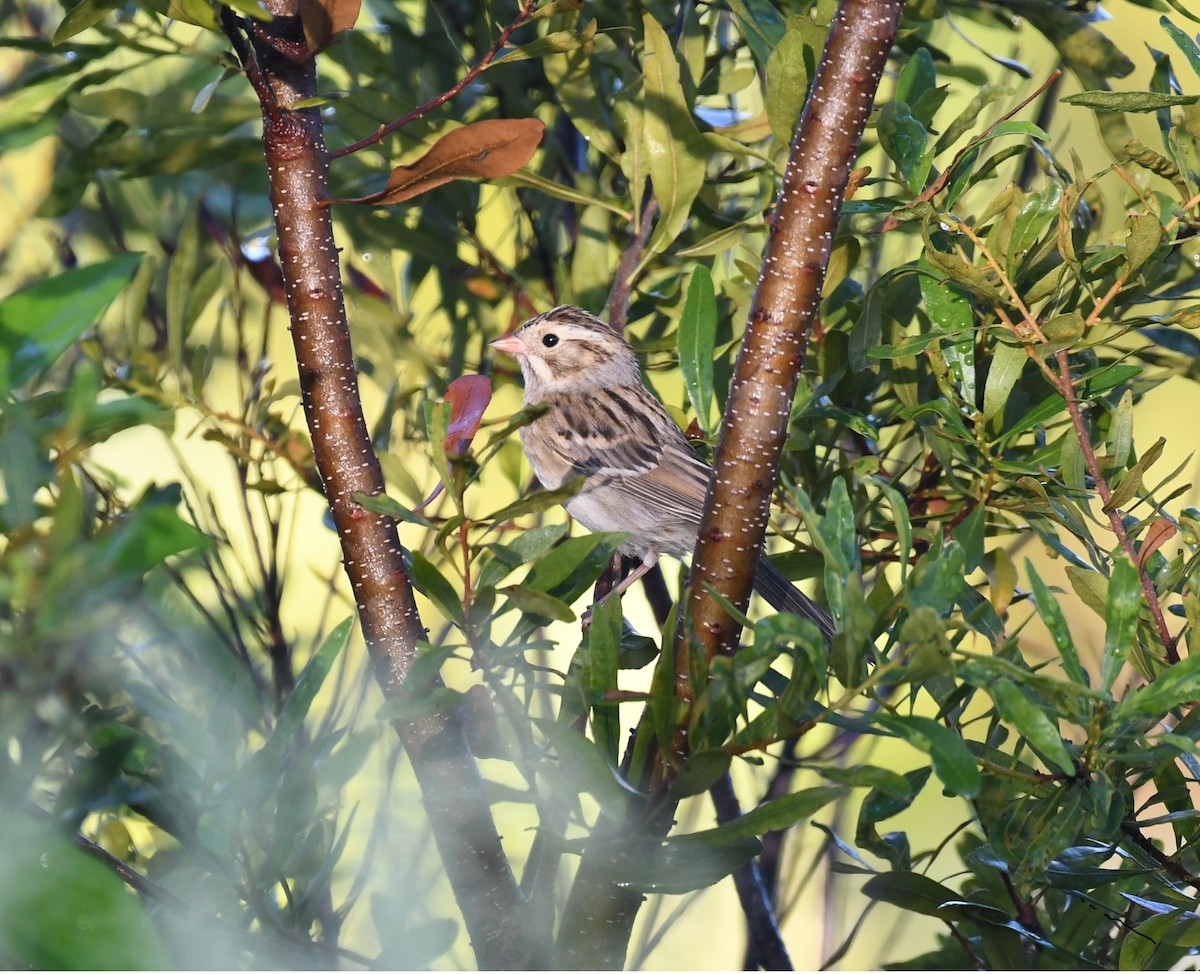 Clay-colored Sparrow - ML643835224