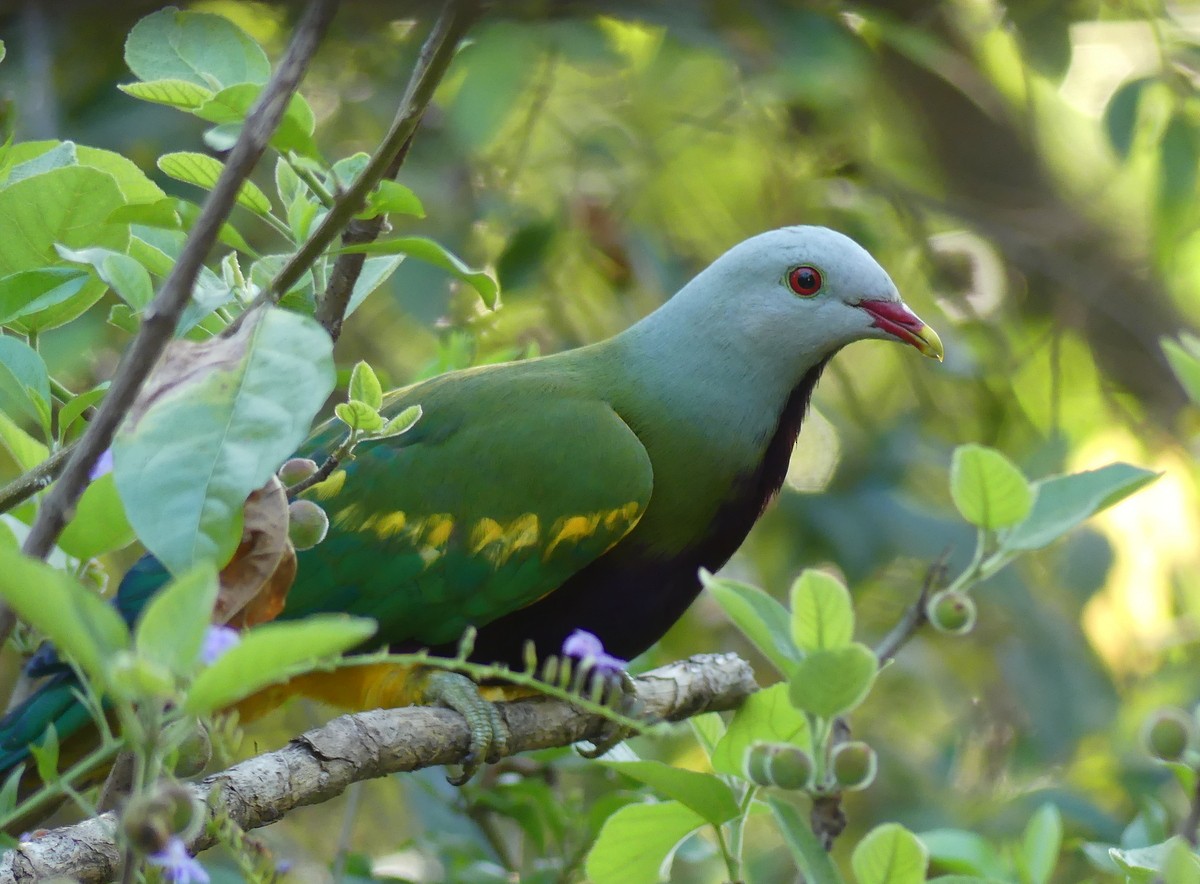 Wompoo Fruit-Dove - ML643835226