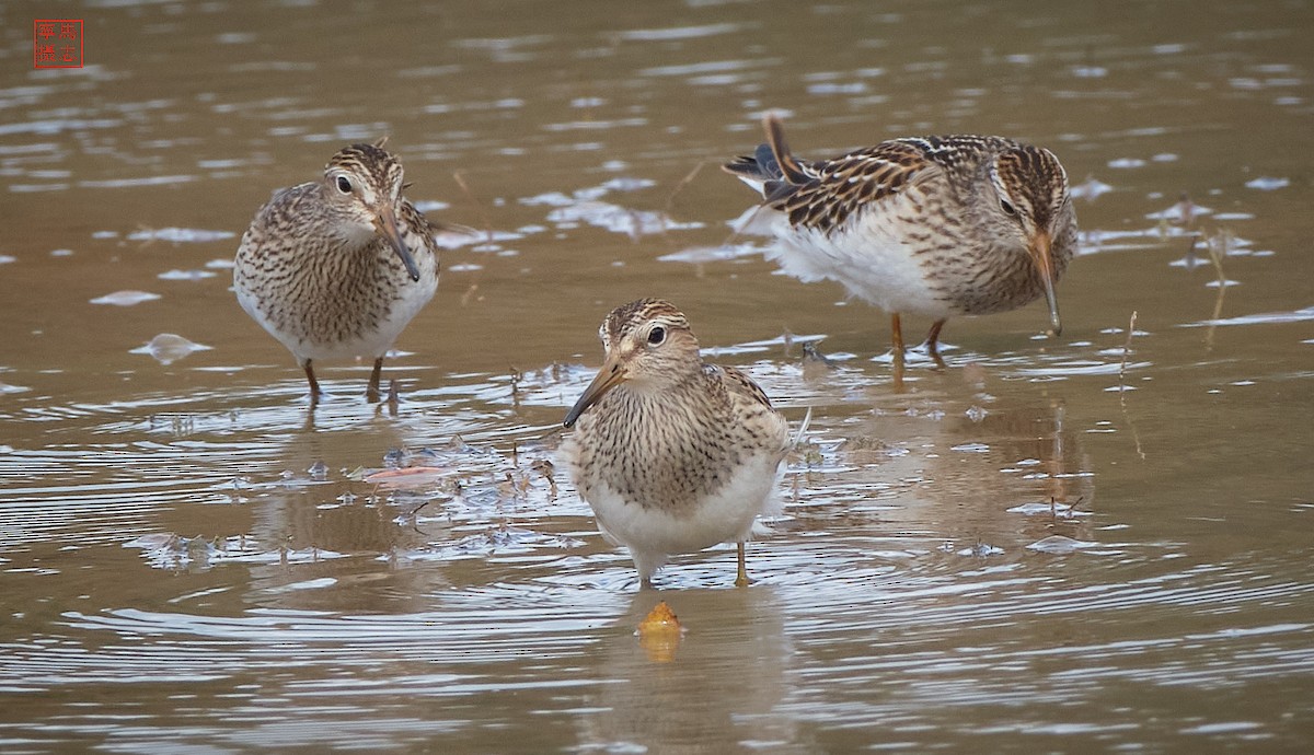 Pectoral Sandpiper - ML643835229