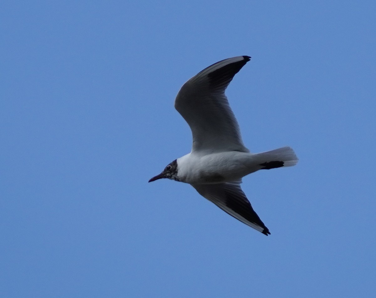 Black-headed Gull - ML643835235