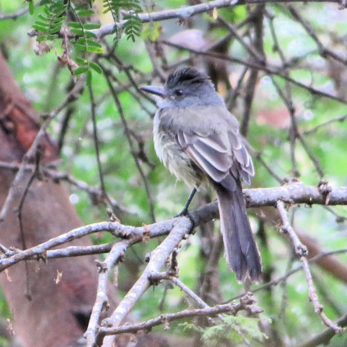 Sooty-crowned Flycatcher - ML643835245