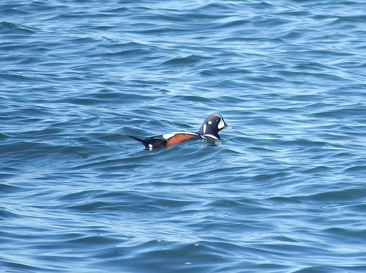 Harlequin Duck - ML643835265