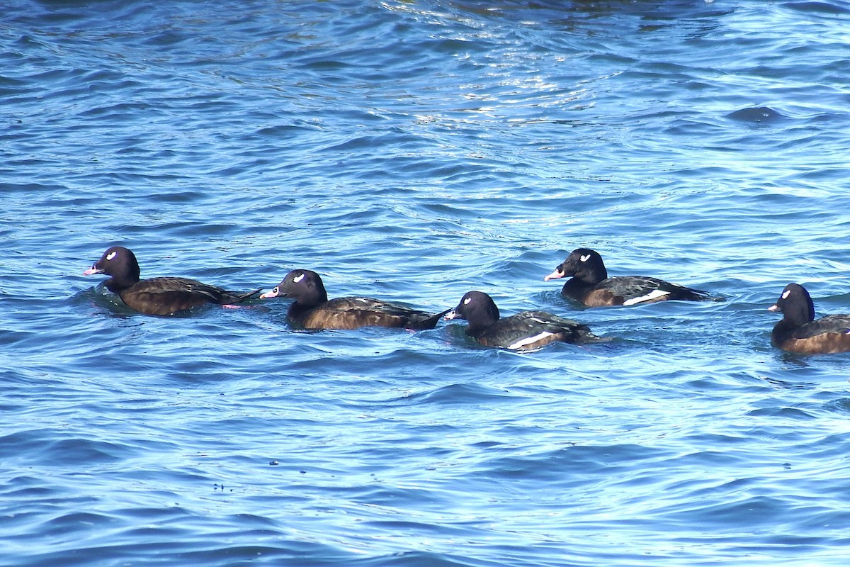 White-winged Scoter - ML643835270