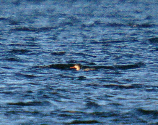 morčák prostřední - ML643835276