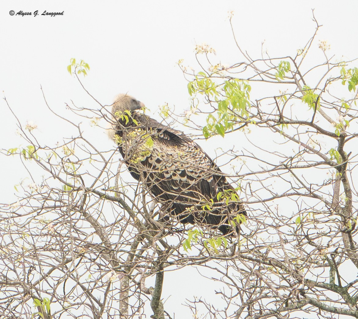 Rüppell's Griffon - ML643835280