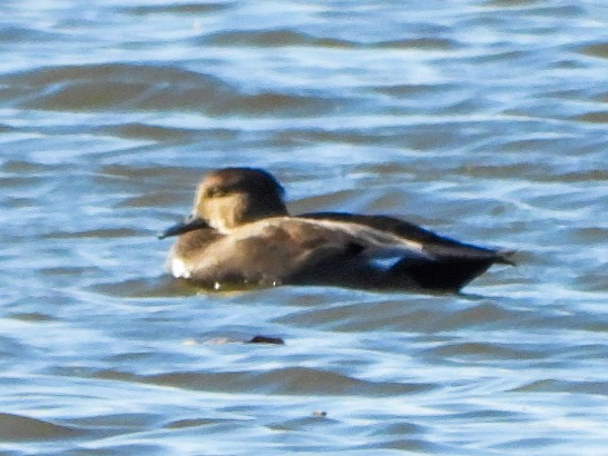 Canard chipeau - ML643835371