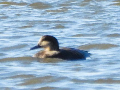 Canard chipeau - ML643835372