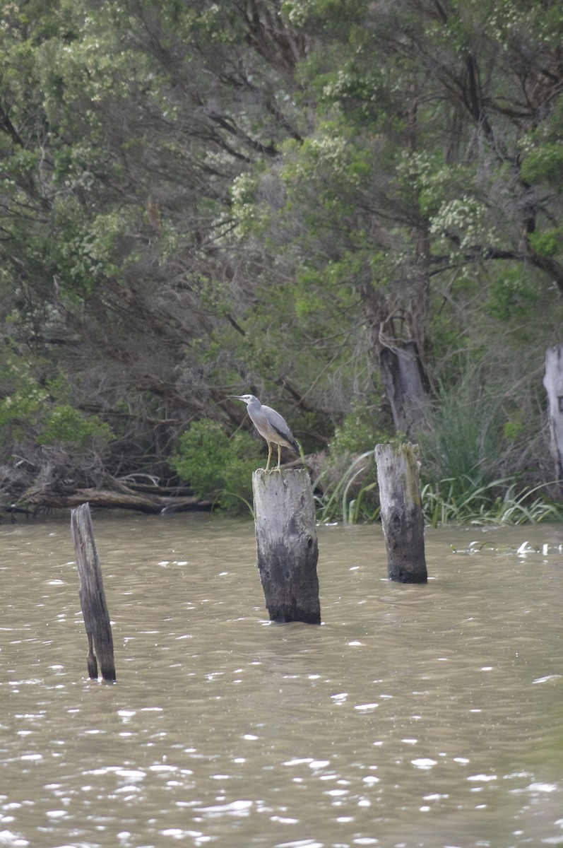 hvitmaskehegre - ML643835390