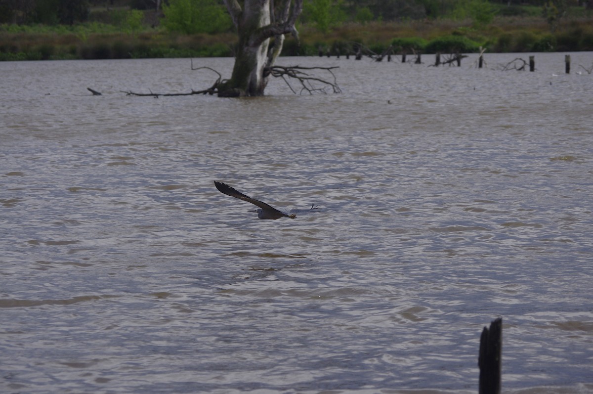 hvitmaskehegre - ML643835391