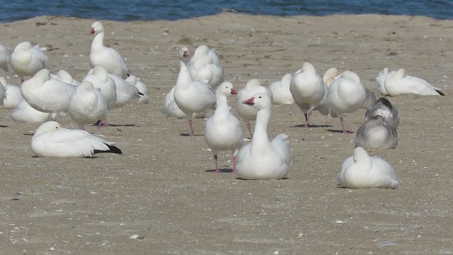 Ross's Goose - ML643835395