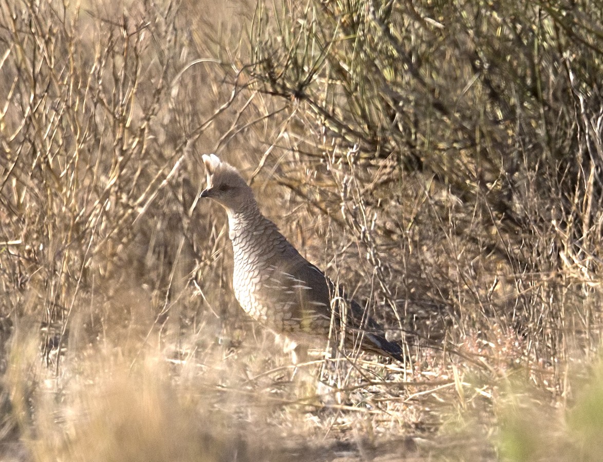 Scaled Quail - ML643835401