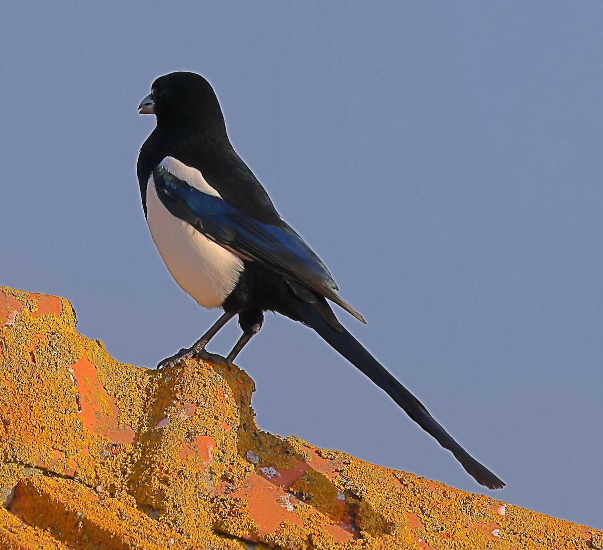 Eurasian Magpie - ML643835426