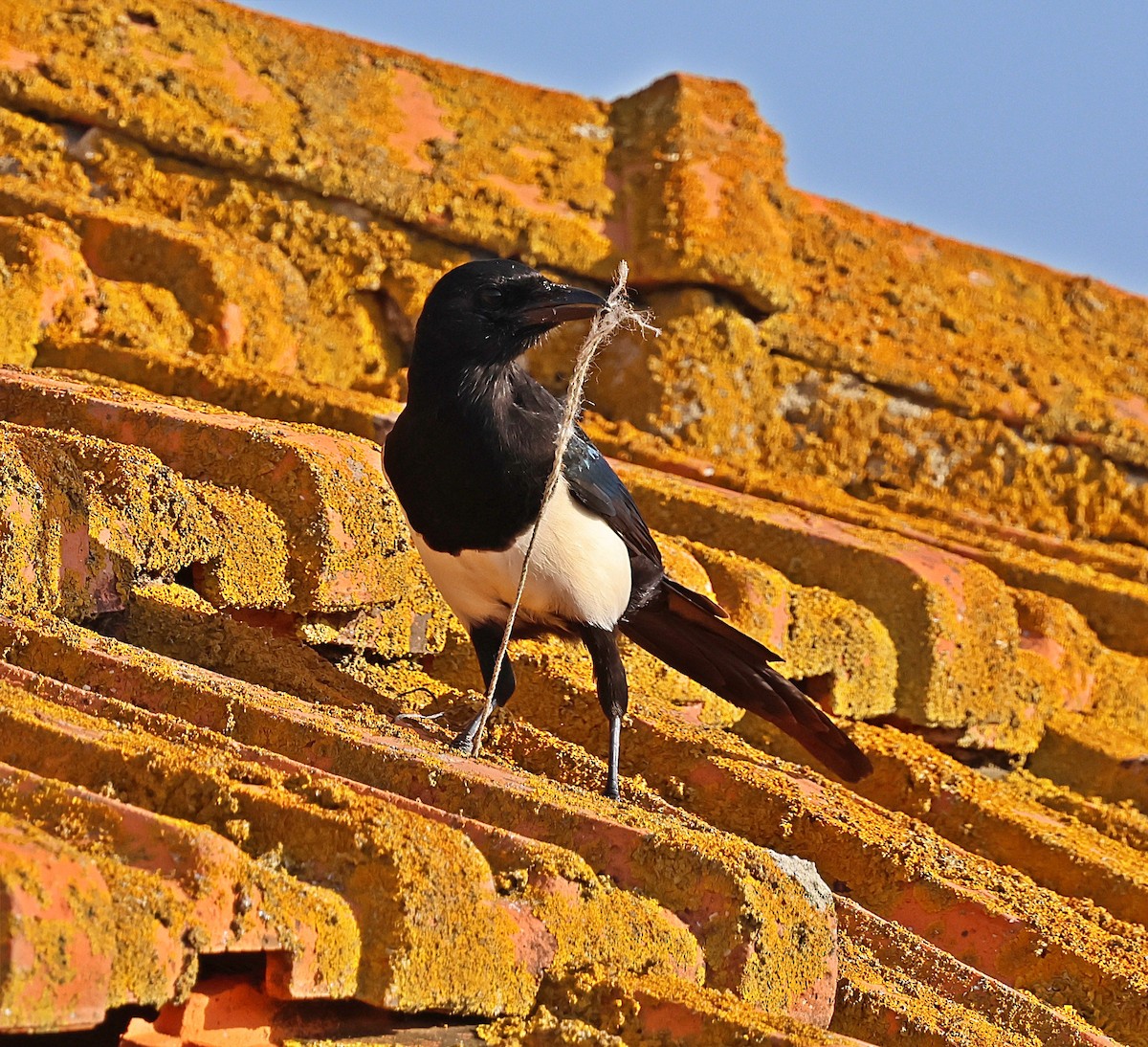 Eurasian Magpie - ML643835427