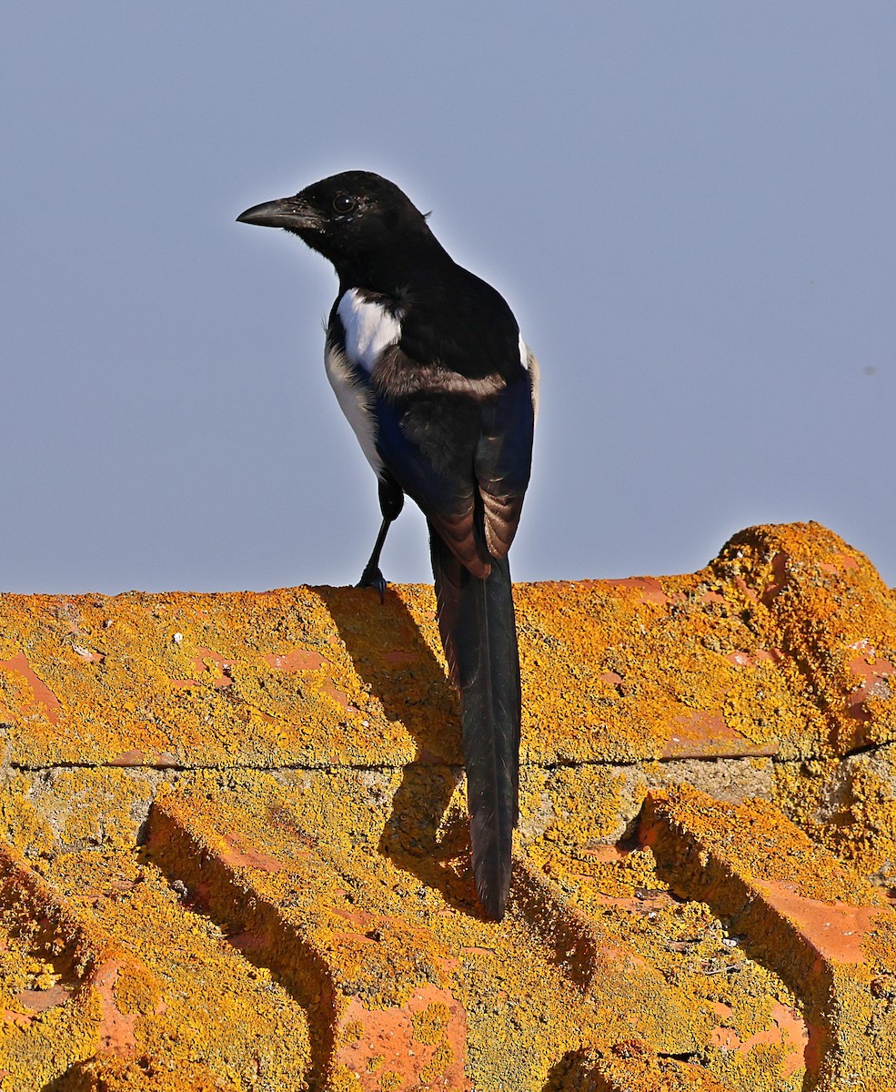 Eurasian Magpie - ML643835428