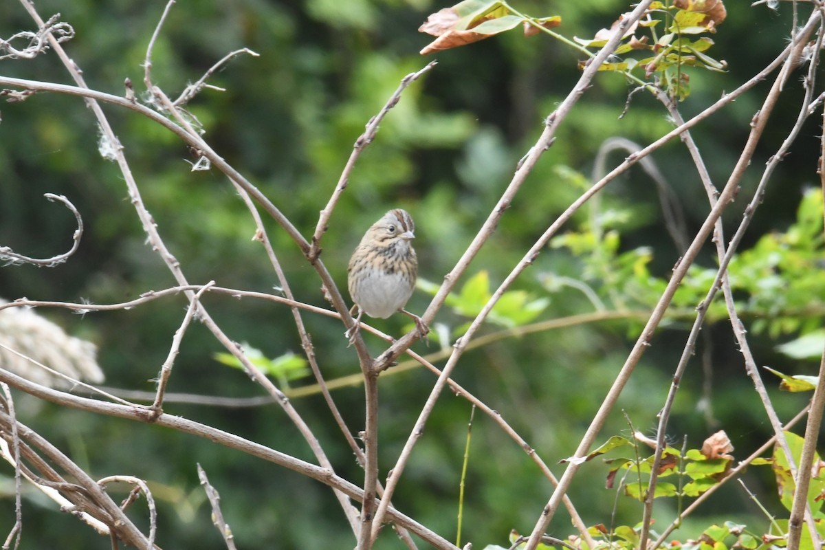 Lincoln's Sparrow - ML643835447