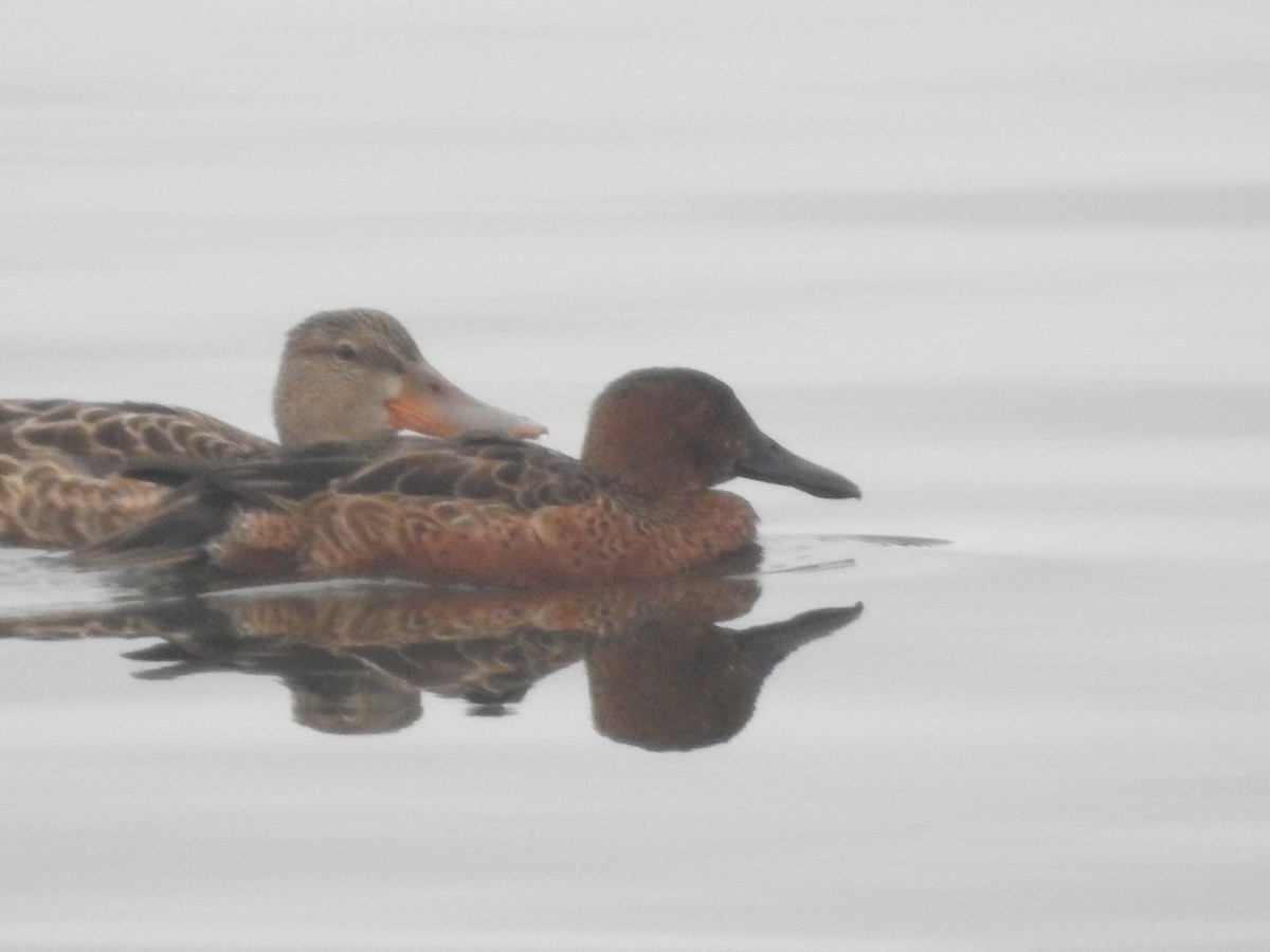 Cinnamon Teal - ML643835478