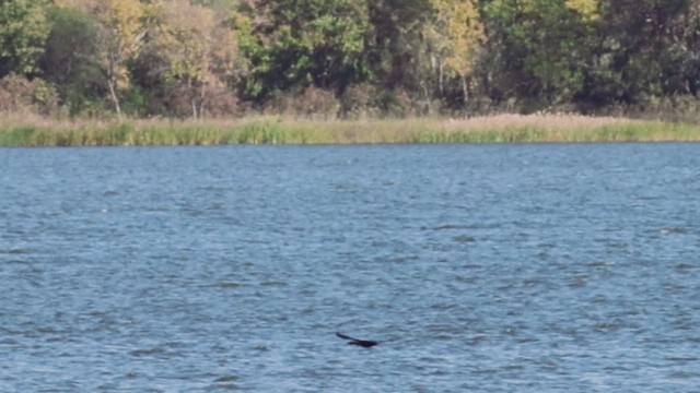 Double-crested Cormorant - ML643835479