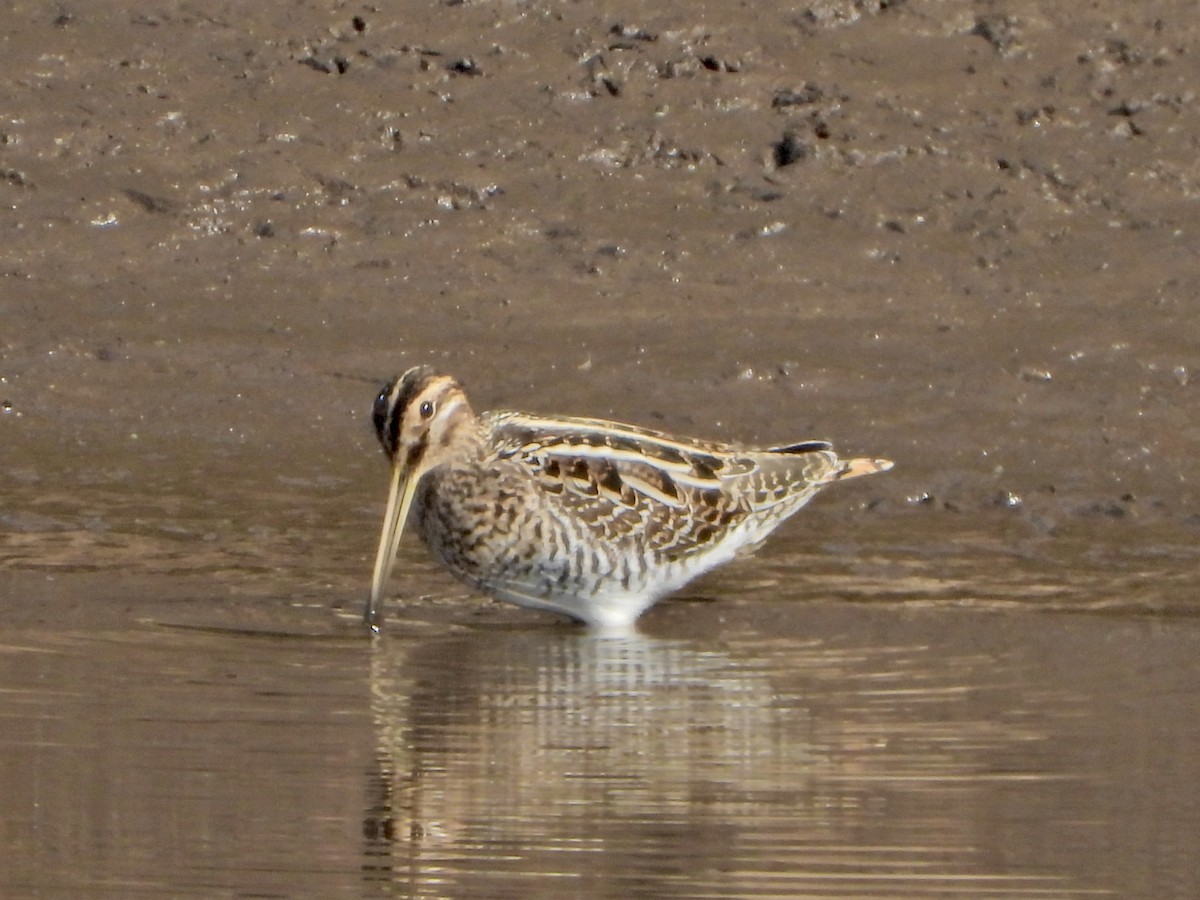 Common Snipe - ML643835513