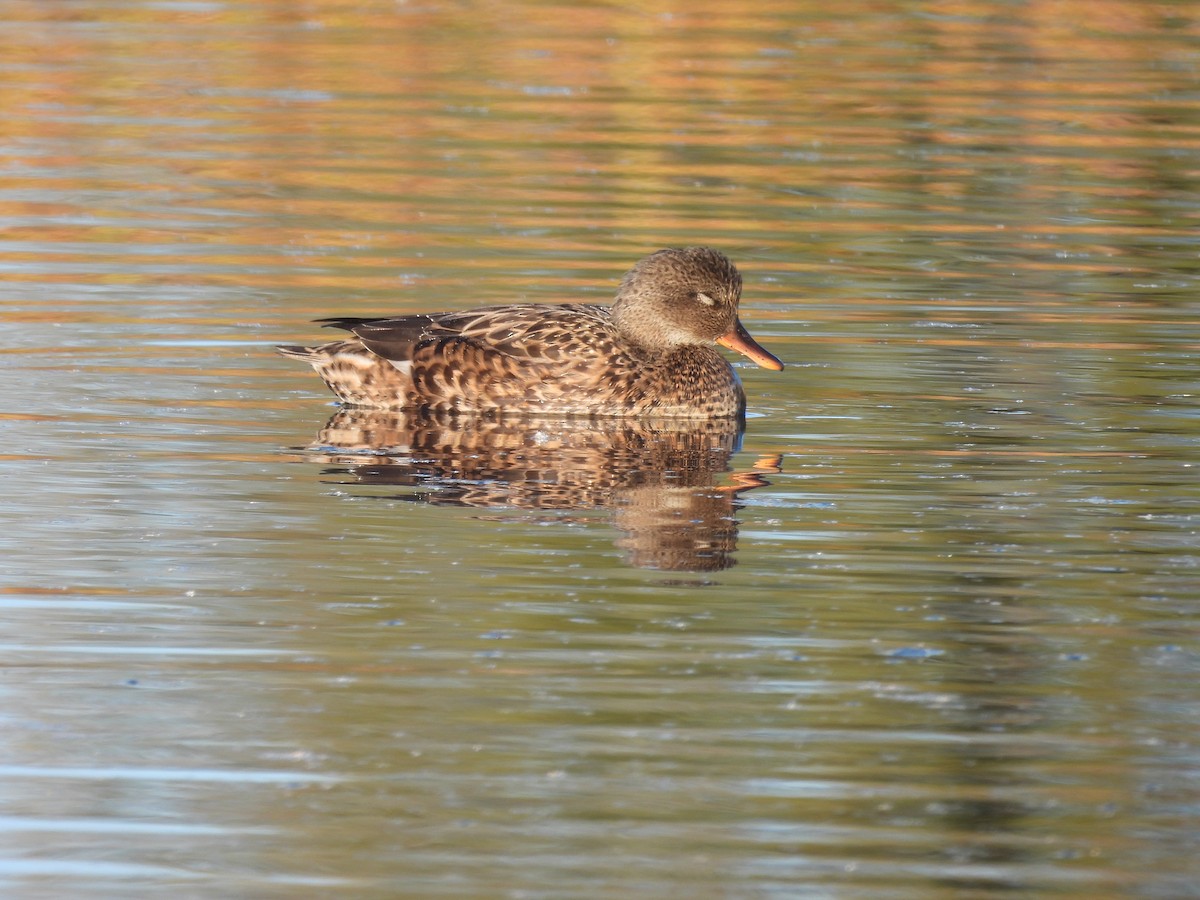 Canard chipeau - ML643835574