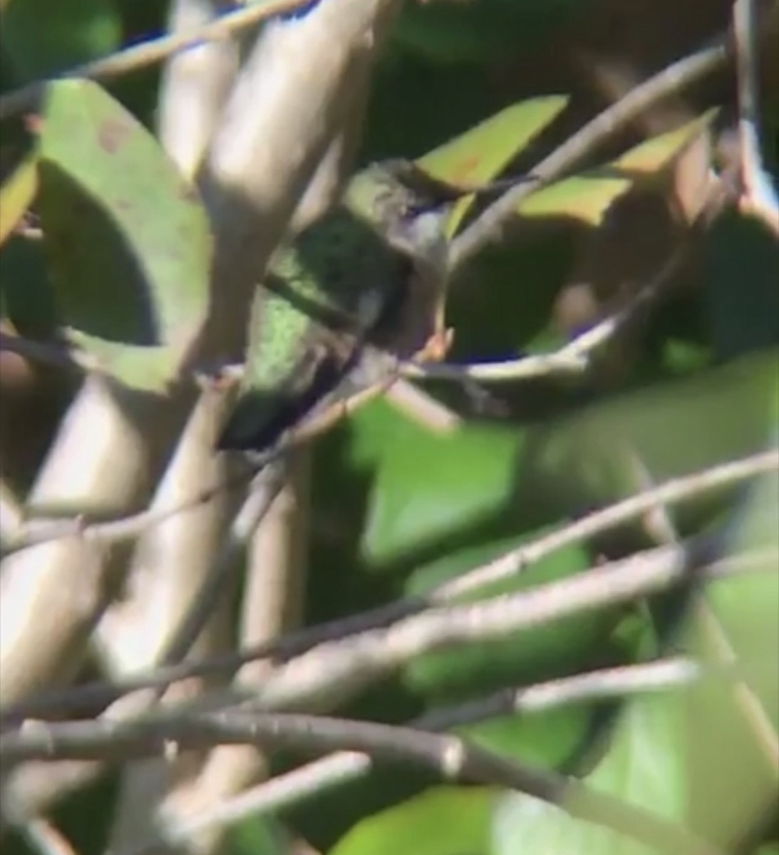 Ruby-throated Hummingbird - ML643835580