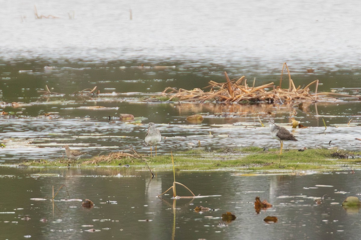Pectoral Sandpiper - ML643835589