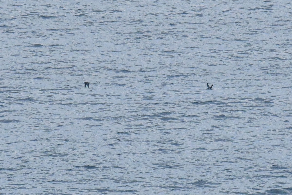 Balearic Shearwater - ML643835604