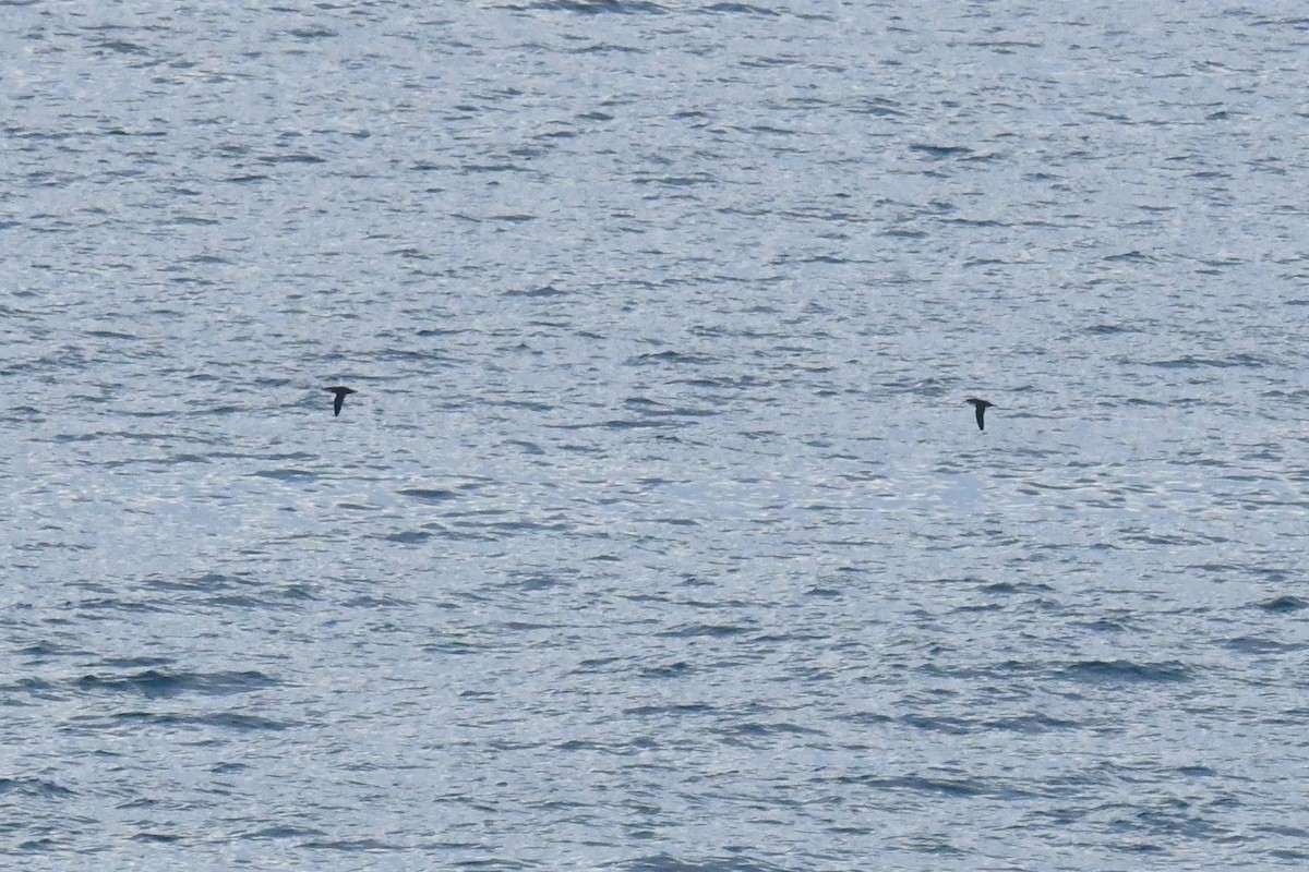 Balearic Shearwater - ML643835605