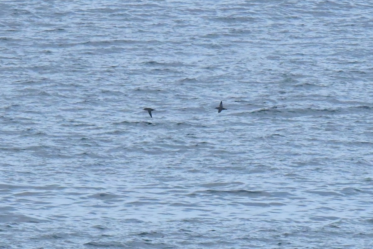 Balearic Shearwater - ML643835606