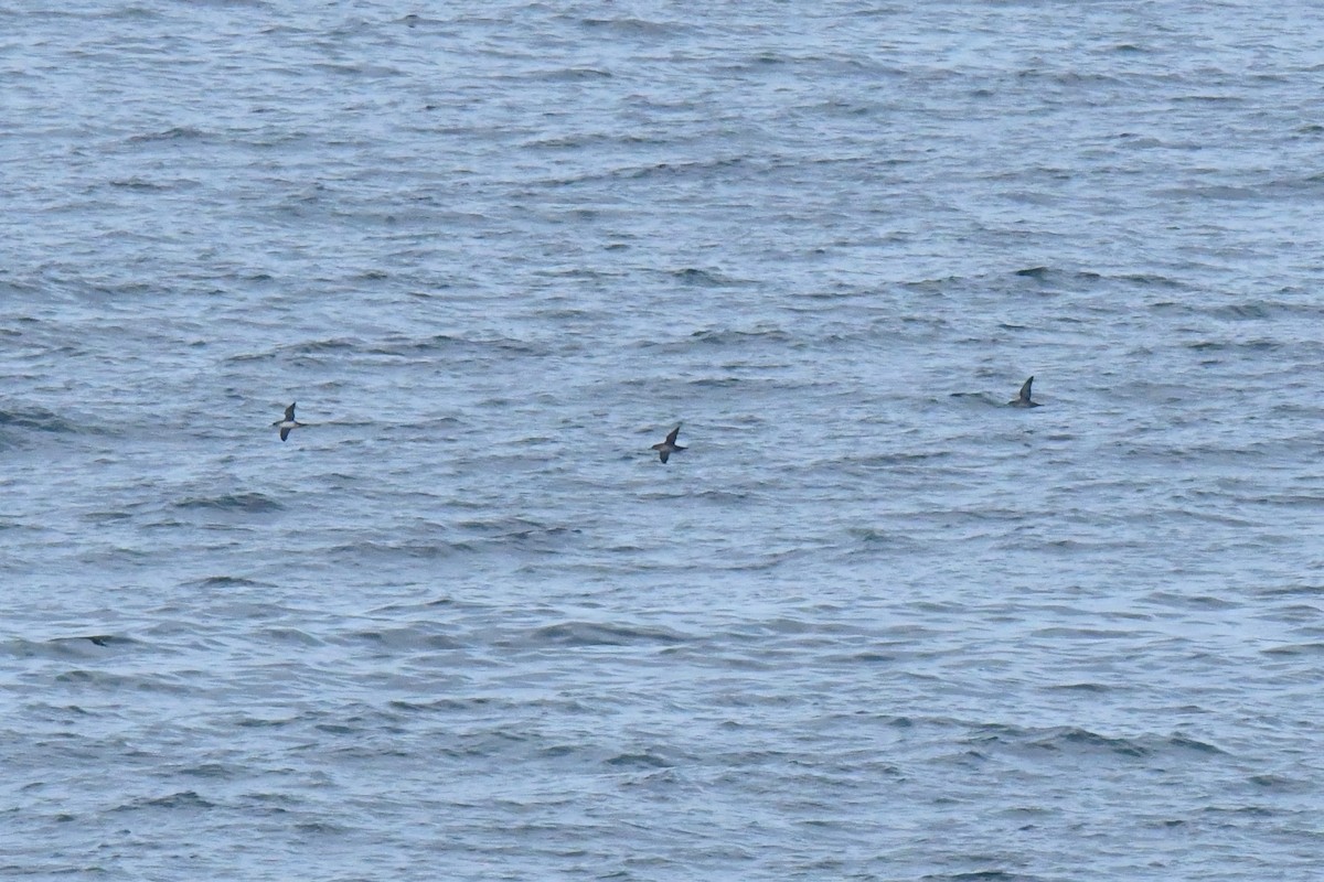 Balearic Shearwater - ML643835607