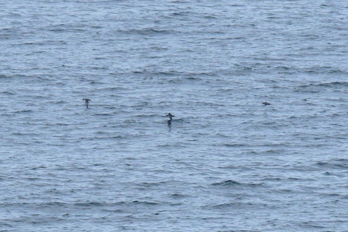 Balearic Shearwater - ML643835608