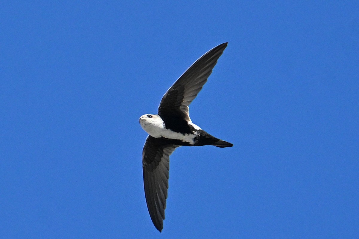 White-throated Swift - ML643835610