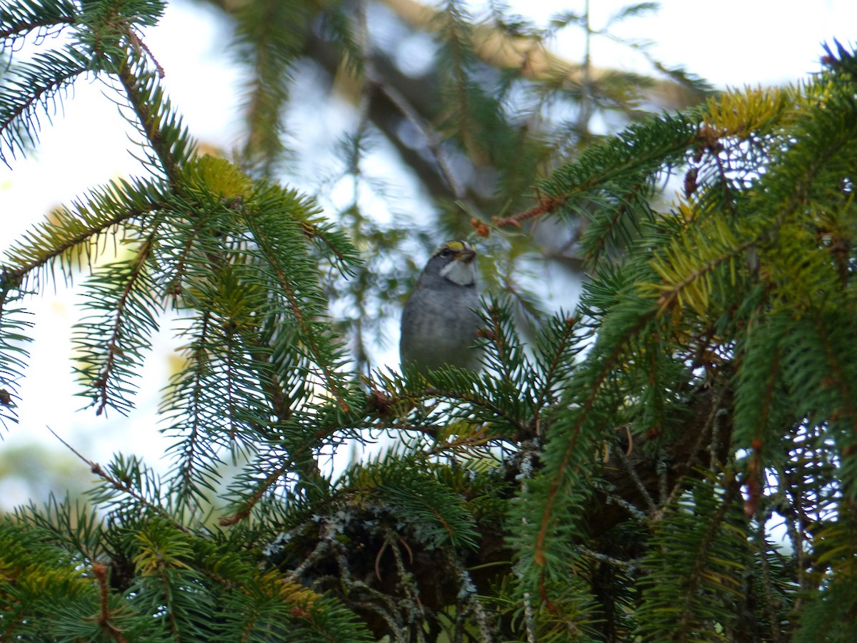 White-throated Sparrow - ML643835621
