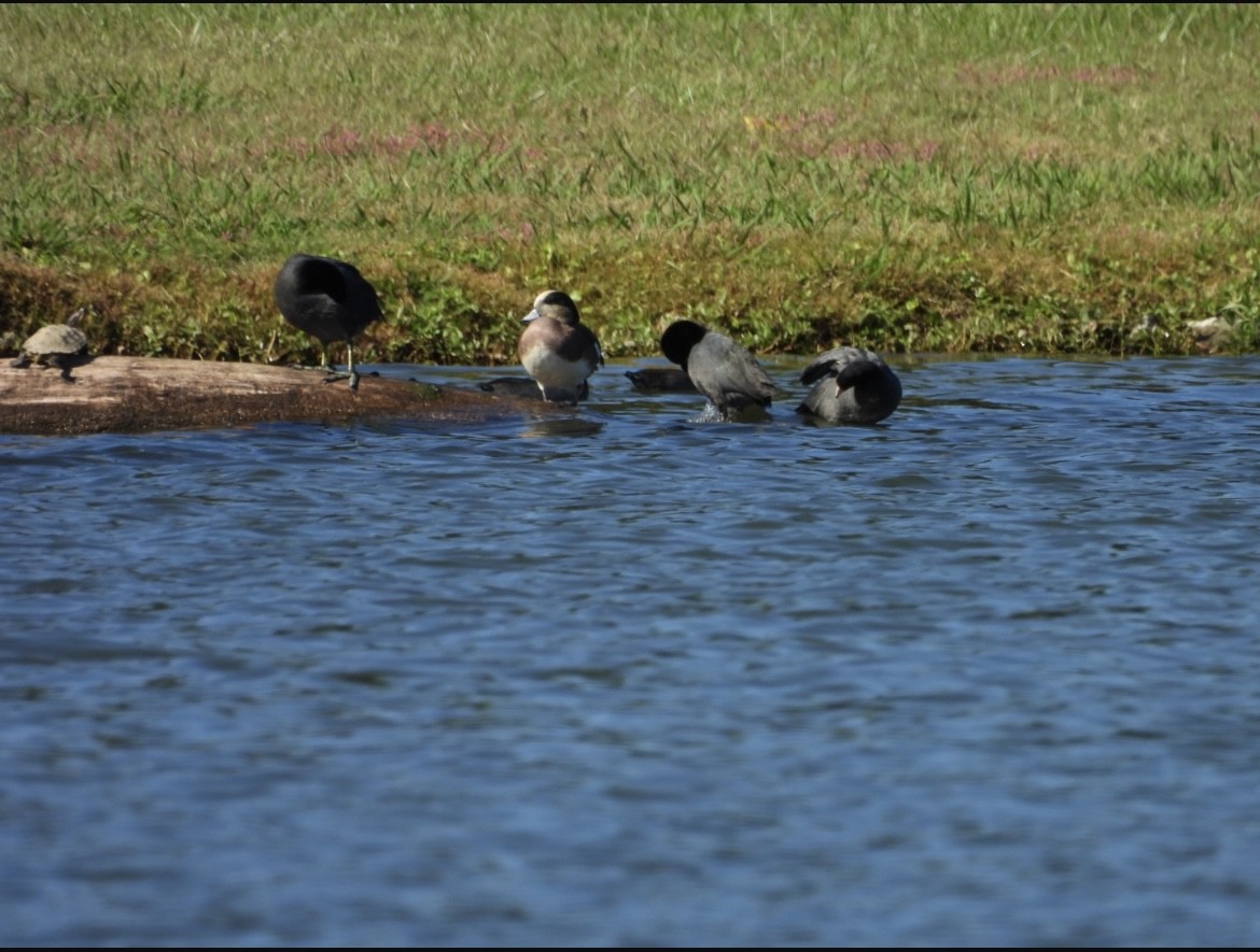 American Wigeon - ML643835627