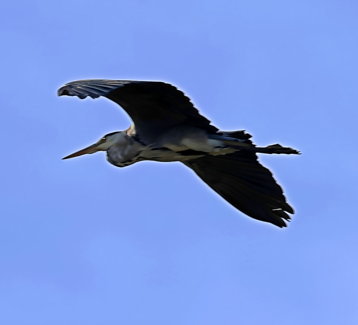 Хөх дэглий - ML643835637