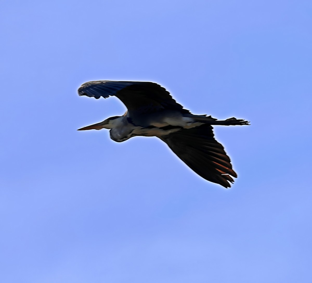Хөх дэглий - ML643835638