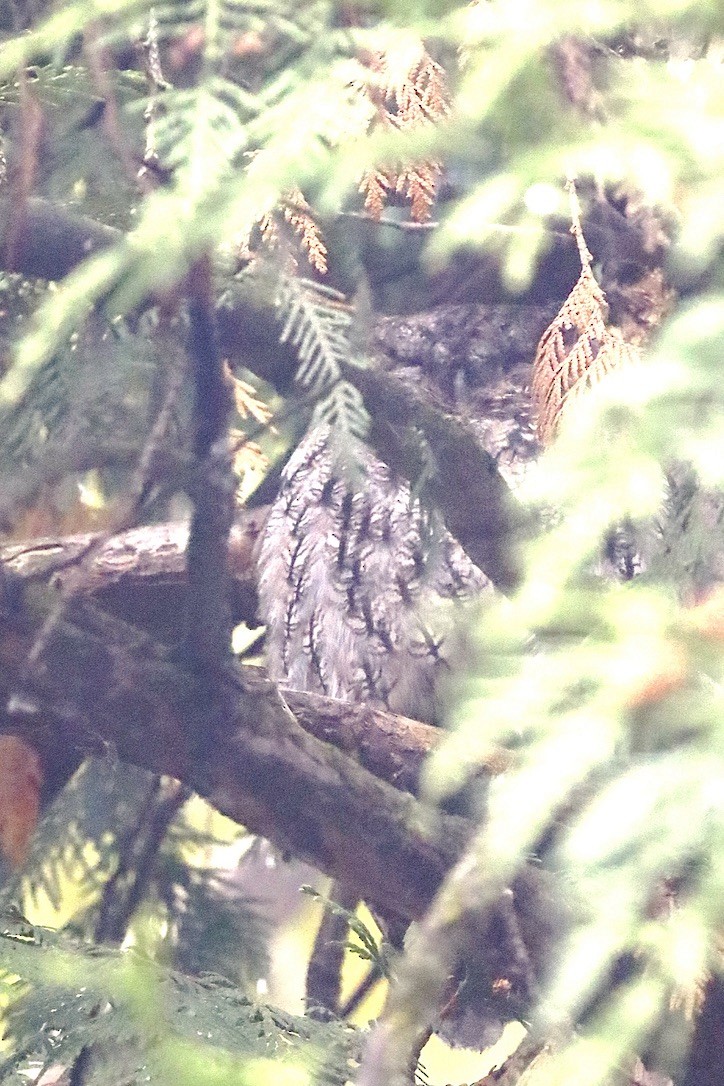 Western Screech-Owl - ML643835643