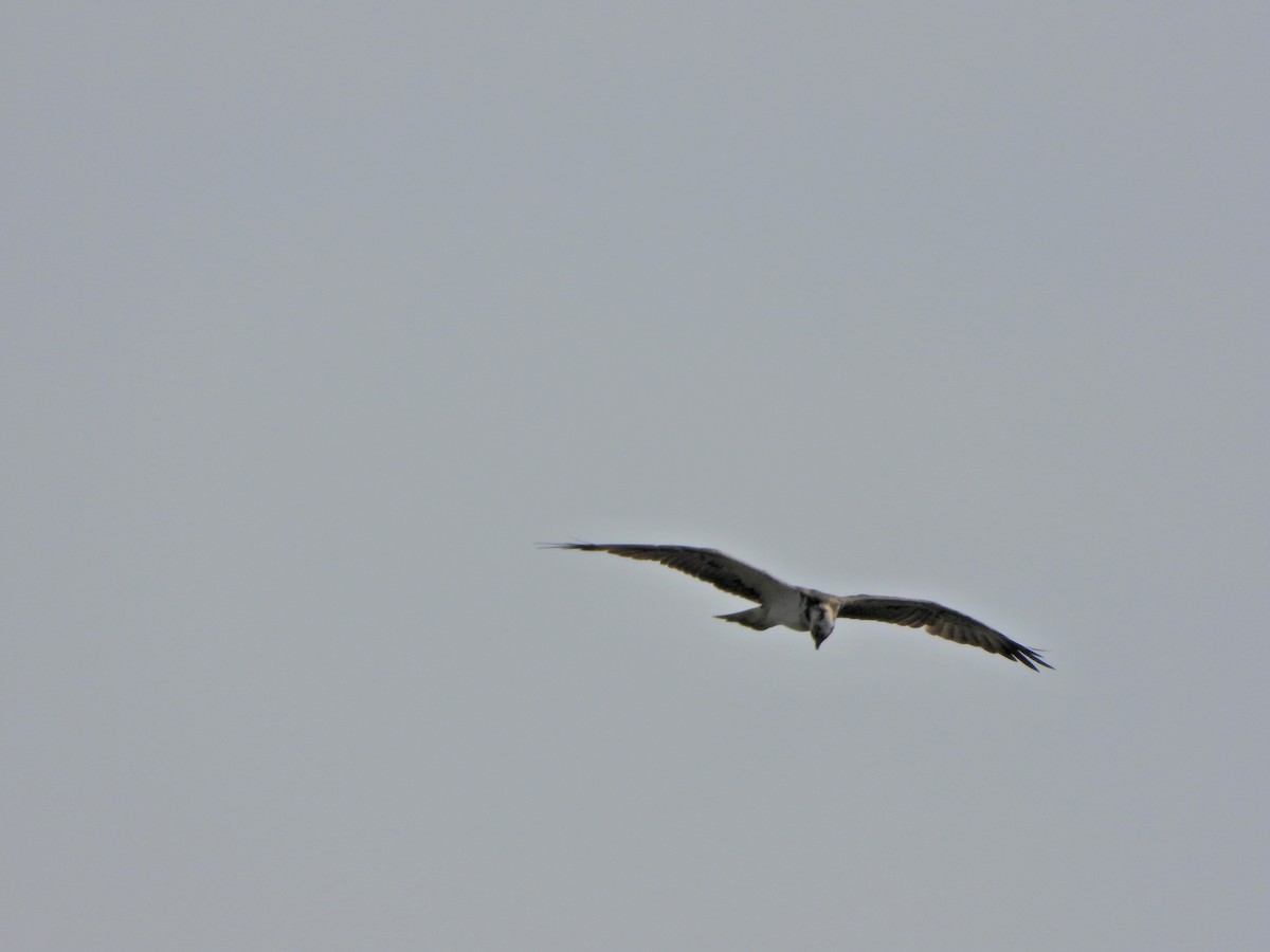 Osprey - ML643835652