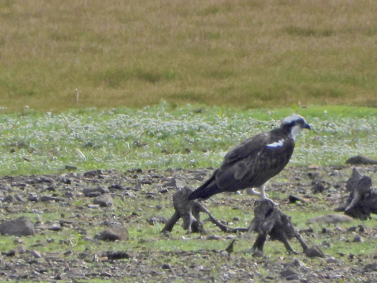 Osprey - ML643835653