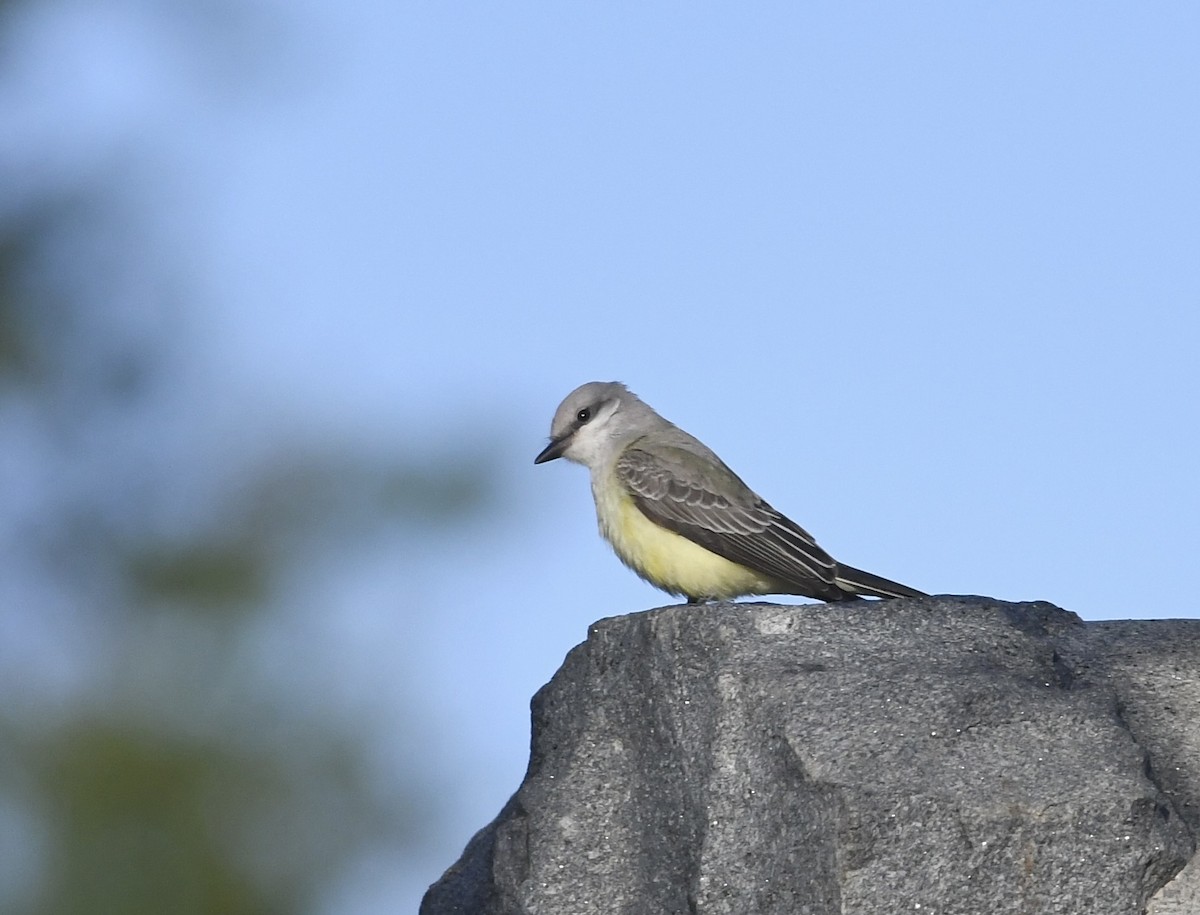 Western Kingbird - ML643835709