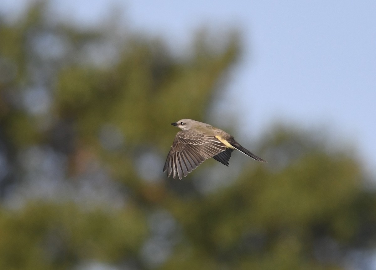 Western Kingbird - ML643835710