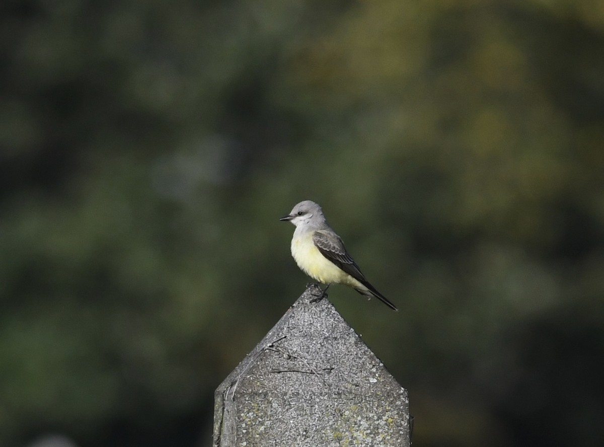 Western Kingbird - ML643835711