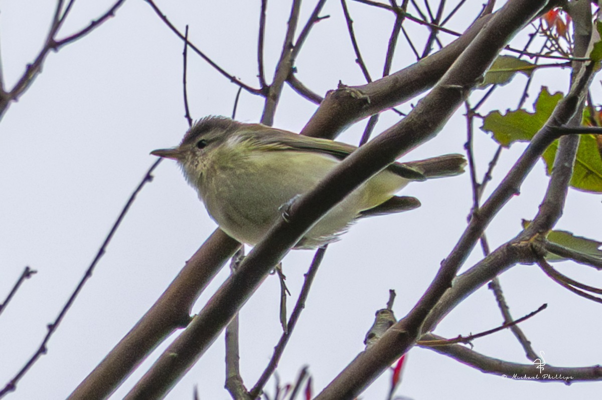 Warbling Vireo (Western) - ML643835712
