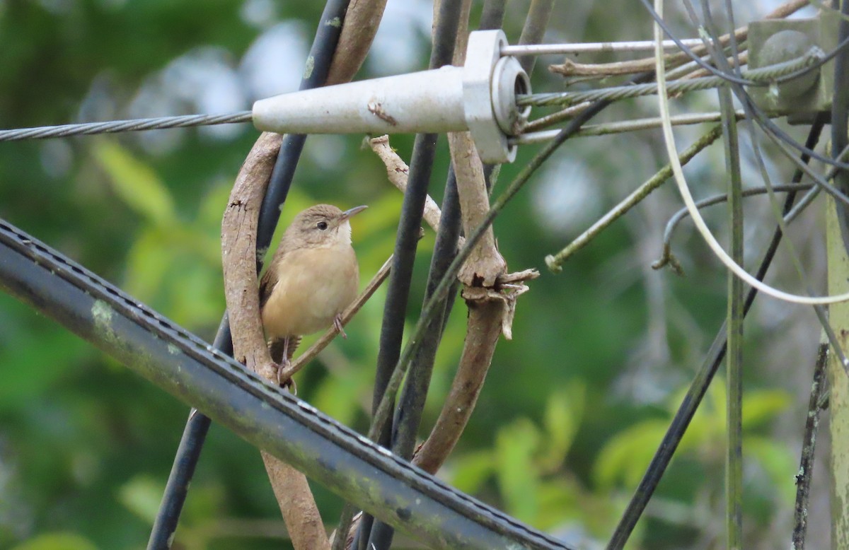Southern House Wren - ML643835730