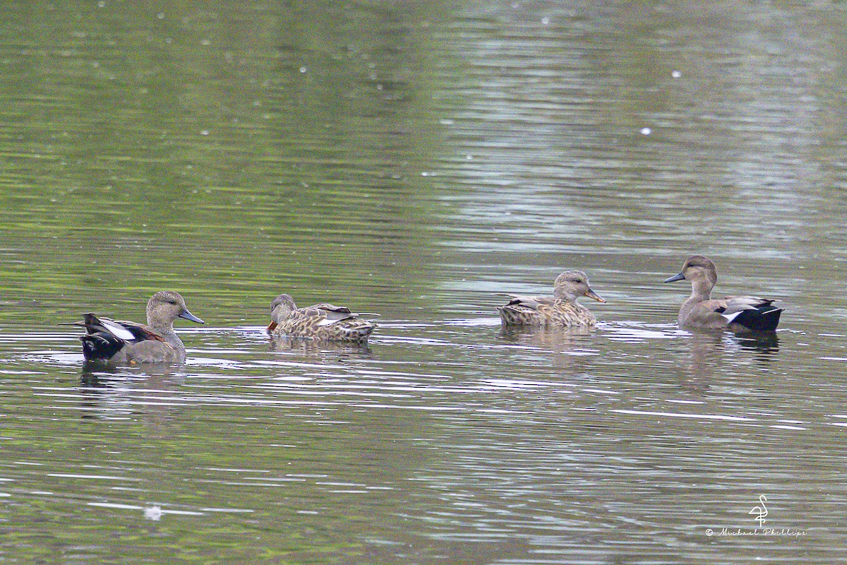 Canard chipeau - ML643835733