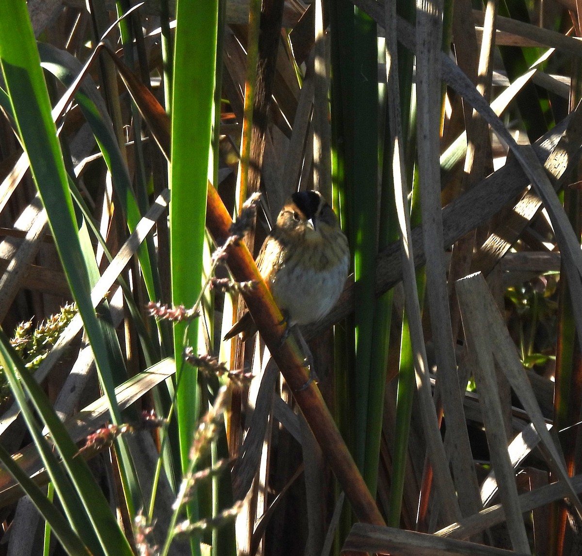 Nelson's Sparrow - ML643835742