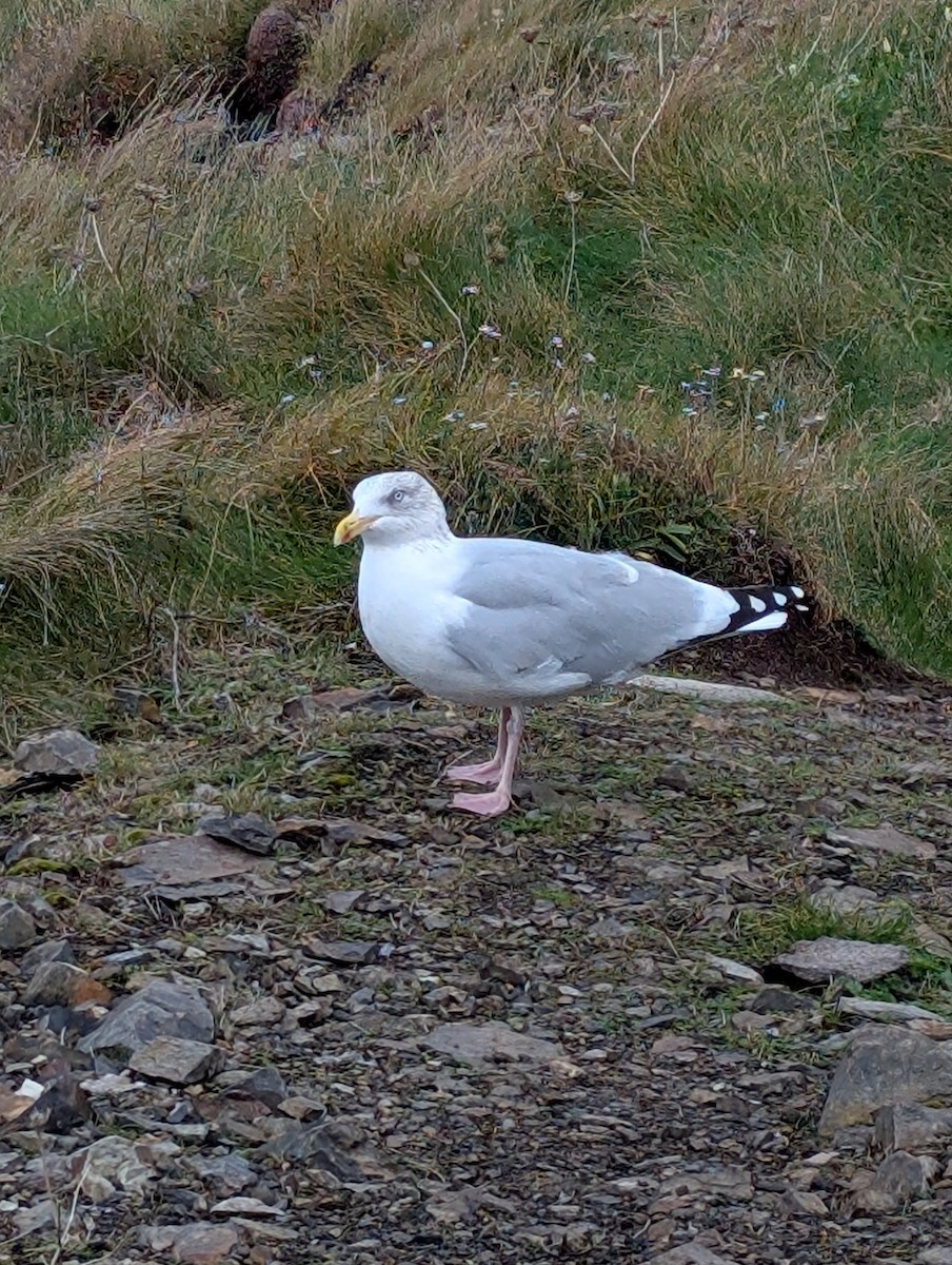 European Herring Gull - ML643835754