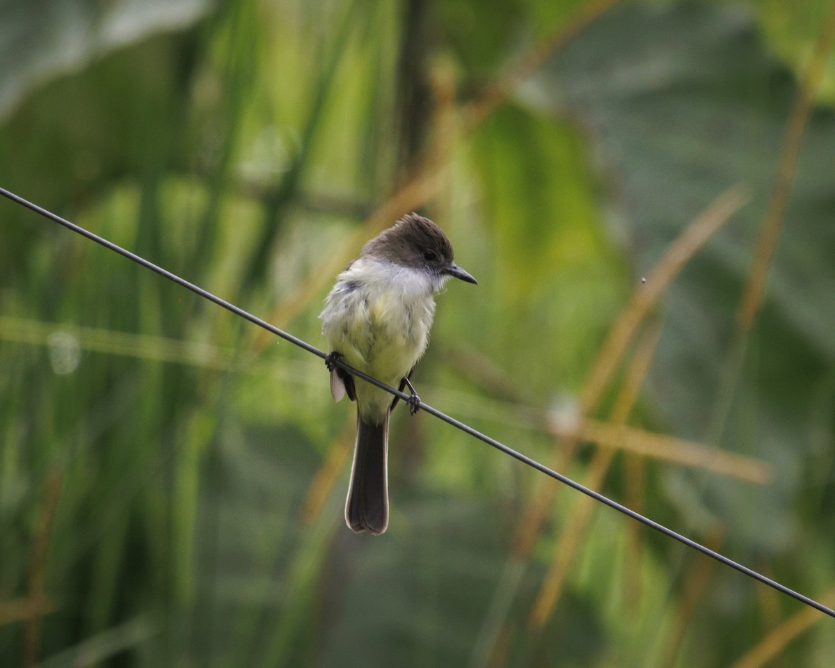 Pale-edged Flycatcher - ML643835769