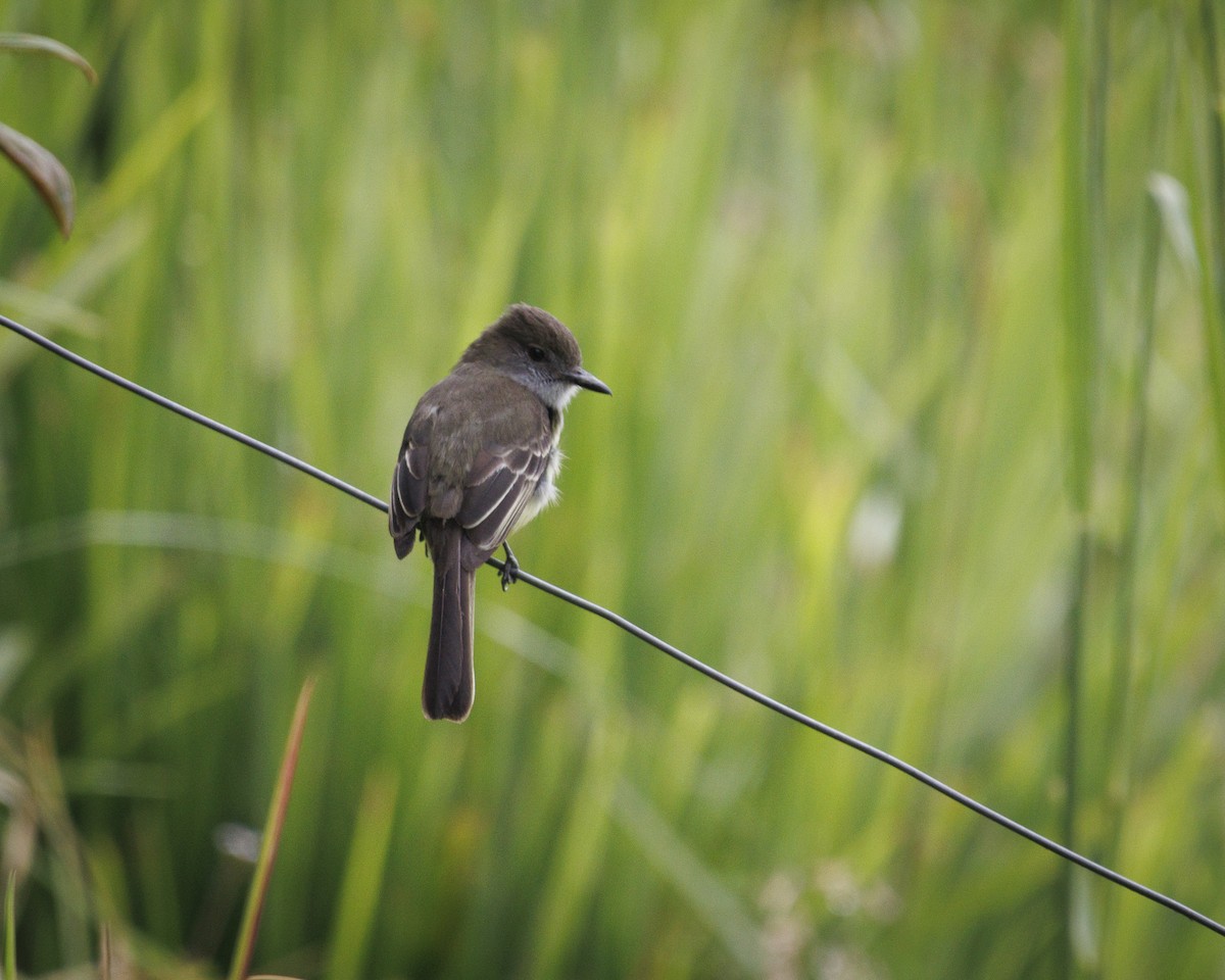 Pale-edged Flycatcher - ML643835770